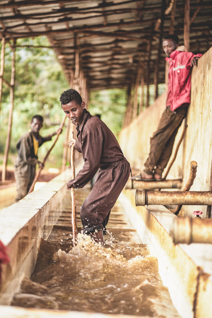 Chelbesa One, Washed Landraces, Ethiopia