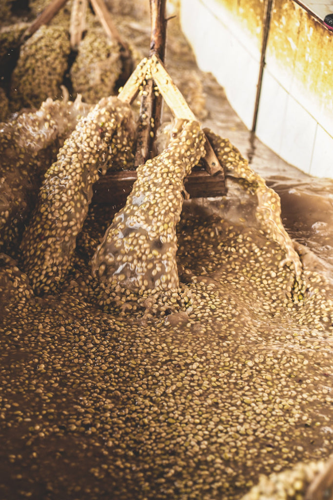 Chelbesa One, Washed Landraces, Ethiopia