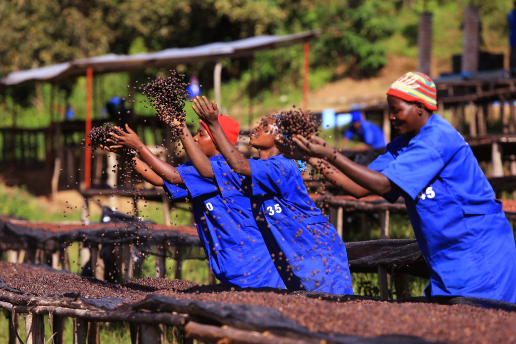 Fugi Ikizere Washed Red Bourbon, Rwanda