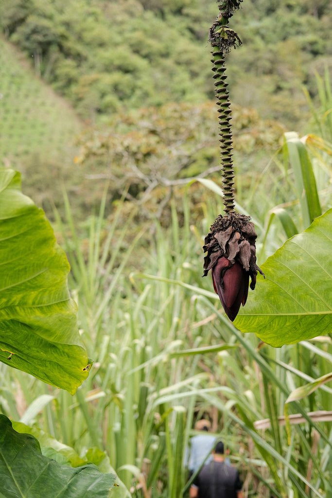 Yivier Quinayas, Washed Caturra, Colombia