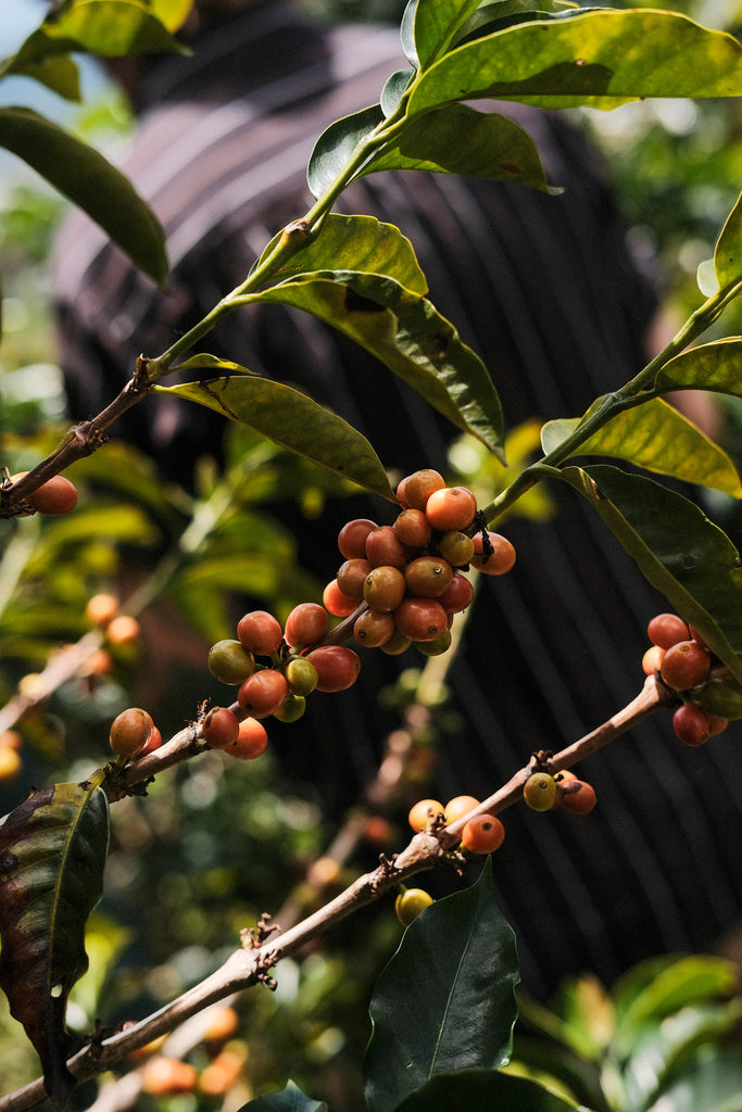 Orlando Quinayas, Washed Red Caturra & Tabi, Colombia