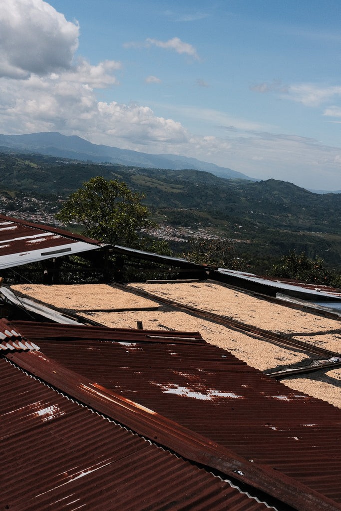 Orlando Quinayas, Washed Red Caturra & Tabi, Colombia