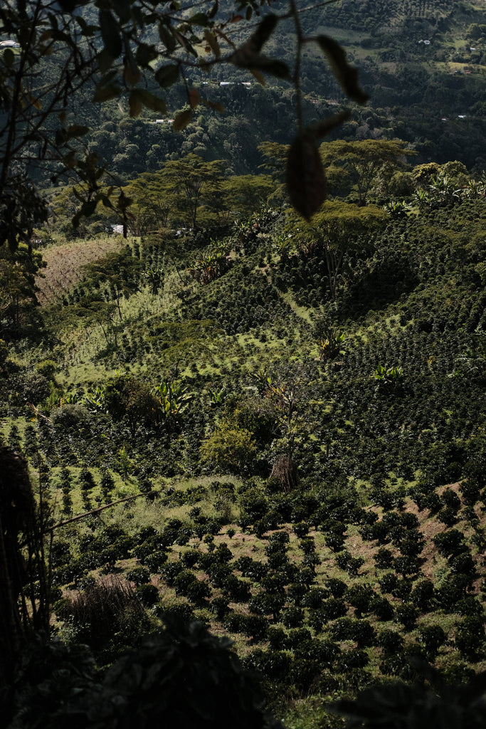 Ferney Erazo, Washed Caturra, Colombia