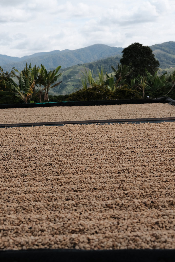 Ferney Erazo, Washed Caturra, Colombia