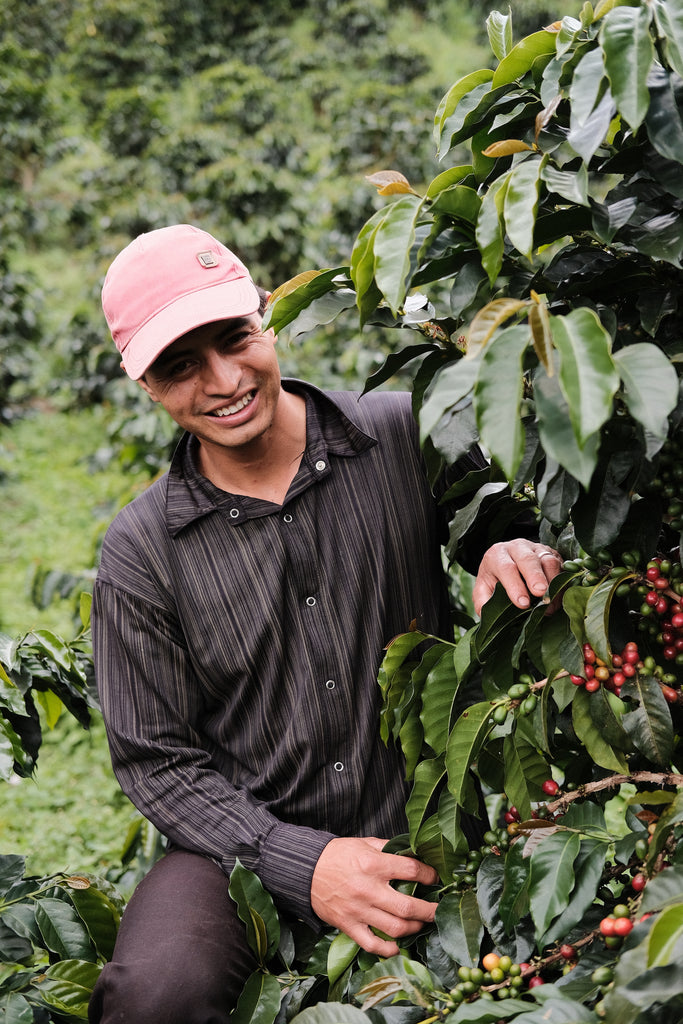 Ferney Erazo, Washed Caturra, Colombia