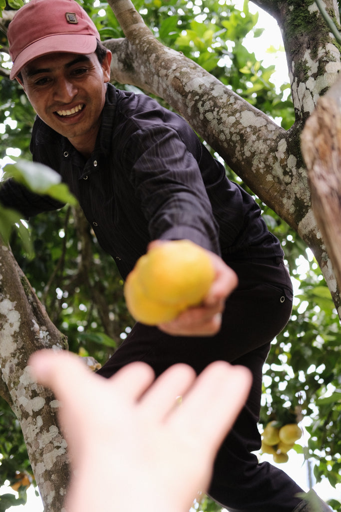 Ferney Erazo, Washed Caturra, Colombia