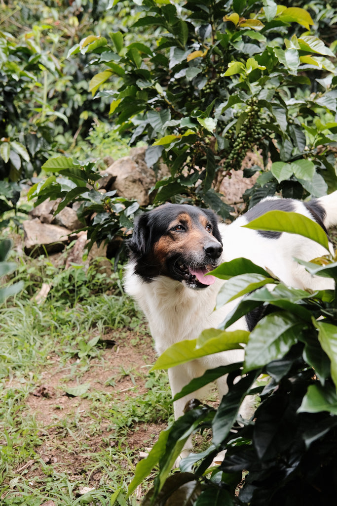 Ferney Erazo, Washed Caturra, Colombia