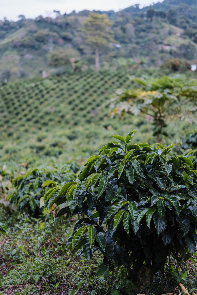 Esnaider Ortega Gomez & Family, Washed Sidra, Colombia