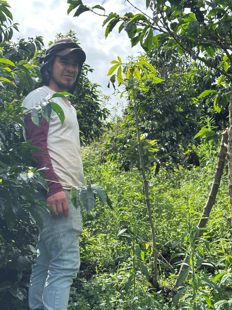 Los Magnificos, Washed Gesha, Colombia