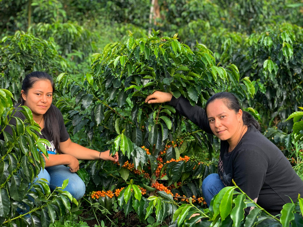 Marleny Galindez & Daughters, Washed Pink Bourbon, Colombia