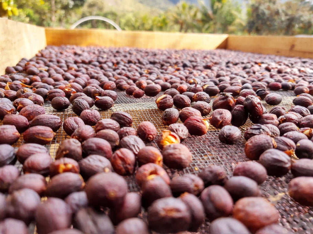 A Have Fun Holiday Blend, Natural Guatemalan x Washed Colombia