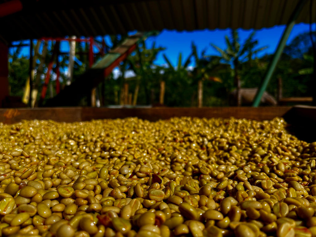 Jaime Sanchez, Natural Catuai, Guatemala