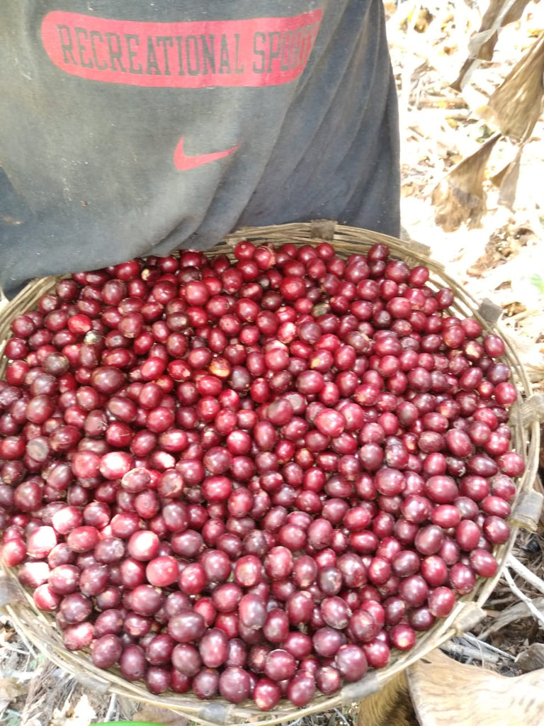 Jaime Sanchez, Natural Catuai, Guatemala