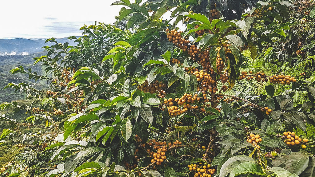 Jorge Rojas, Honey-Natural Bourbon, Colombia