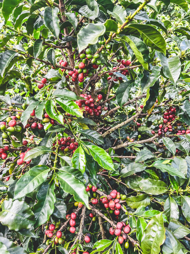 Juan Danilo Florez, Washed Chiroso, Colombia