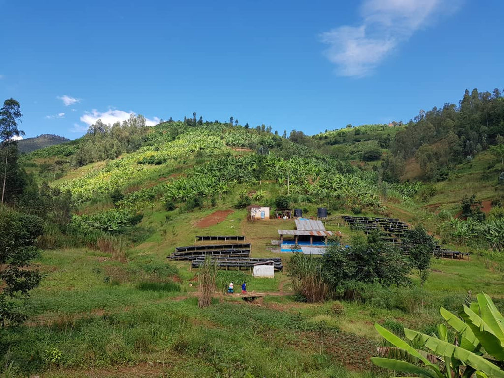 Muzo's Giko Hill, White Honey, Rwanda