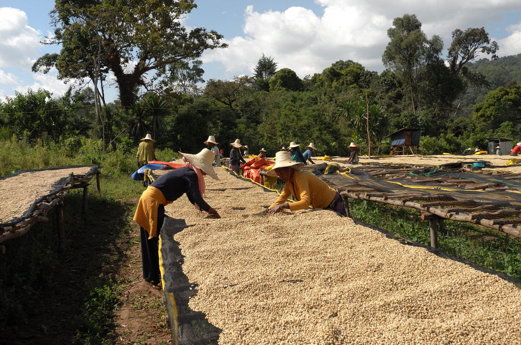 Nano Genji, Washed Landrace, Ethiopia