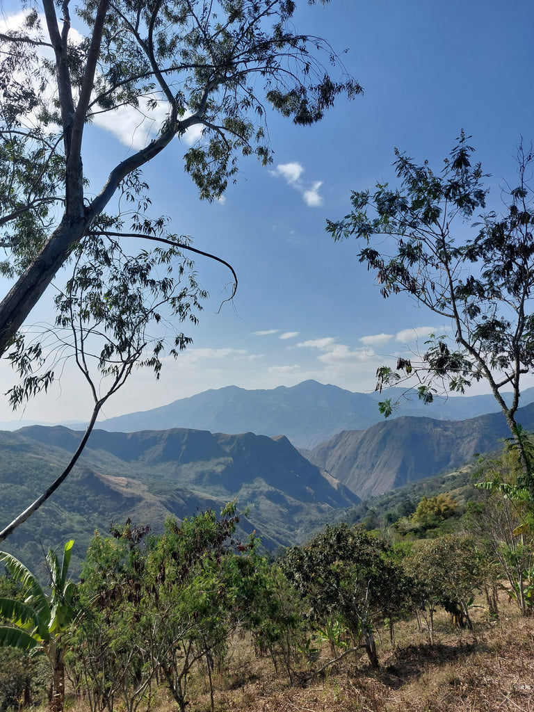 Wilder Santacruz, Semi-Washed, Colombia